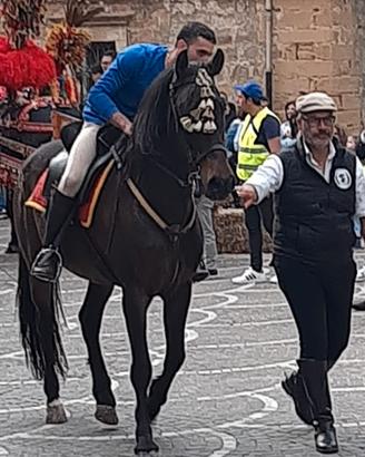Cavallo castrone andaluso