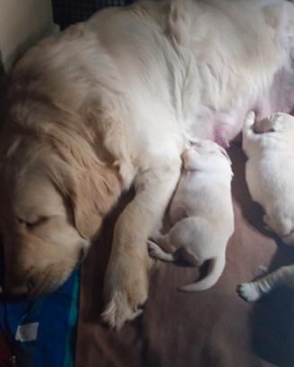 Golden Retriever cuccioli