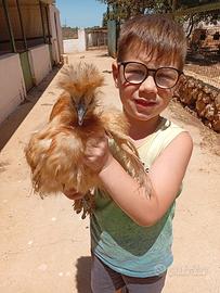 Galline e galletti sebhith e moroseta