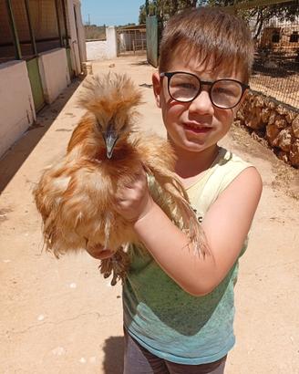 Galline e galletti sebhith e moroseta