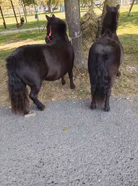 Cavalle pony femmine 