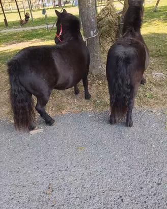 Cavalle pony femmine 