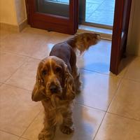 Cocker maschio con pedegree per monta