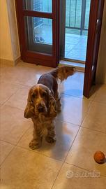 Cocker maschio con pedegree per monta