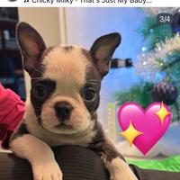 Boston Terrier cucciola femmina
