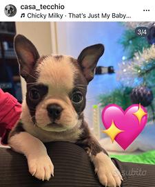 Boston Terrier cucciola femmina