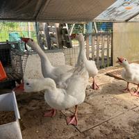 Oche e caprette nane