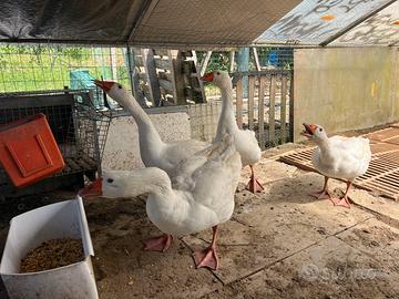 Oche e caprette nane