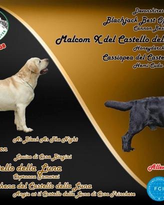 Cuccioli labrador da selezione (ENCI pedigree)