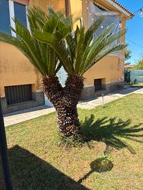Pianta cicas