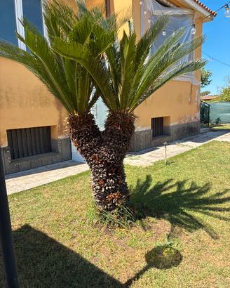 Pianta cicas