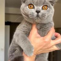 British Shorthair