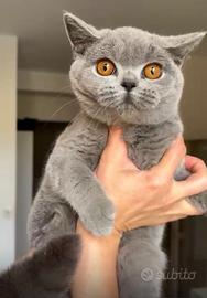British Shorthair