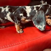 Bassotto tedescho nano pedigree enci