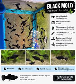 ? black molly - avannotti disponibili ?