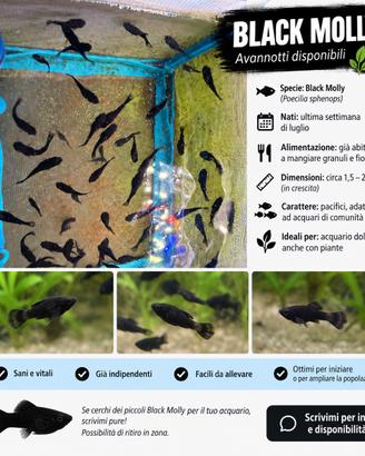 ? black molly - avannotti disponibili ?