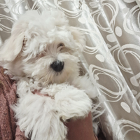 Maltese taglia piccola