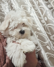 Maltese taglia piccola