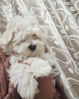 Maltese taglia piccola