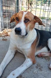 Kelly la dolcezza fatta cane