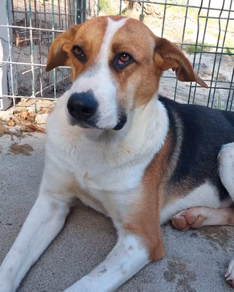 Kelly la dolcezza fatta cane