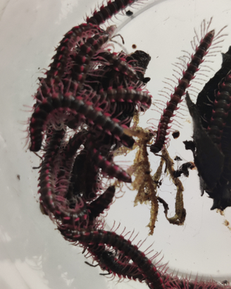 Desmoxytes planata e ortomorpha sp Ao Nang