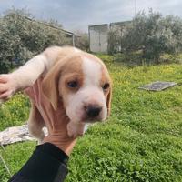 Beagle per caccia