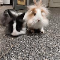 Conigli nani testa di leone