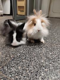 Conigli nani testa di leone