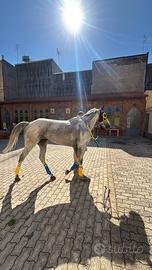 Cavallo