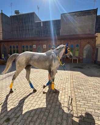 Cavallo