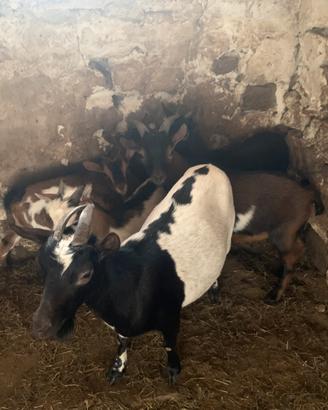 Capre tibetane