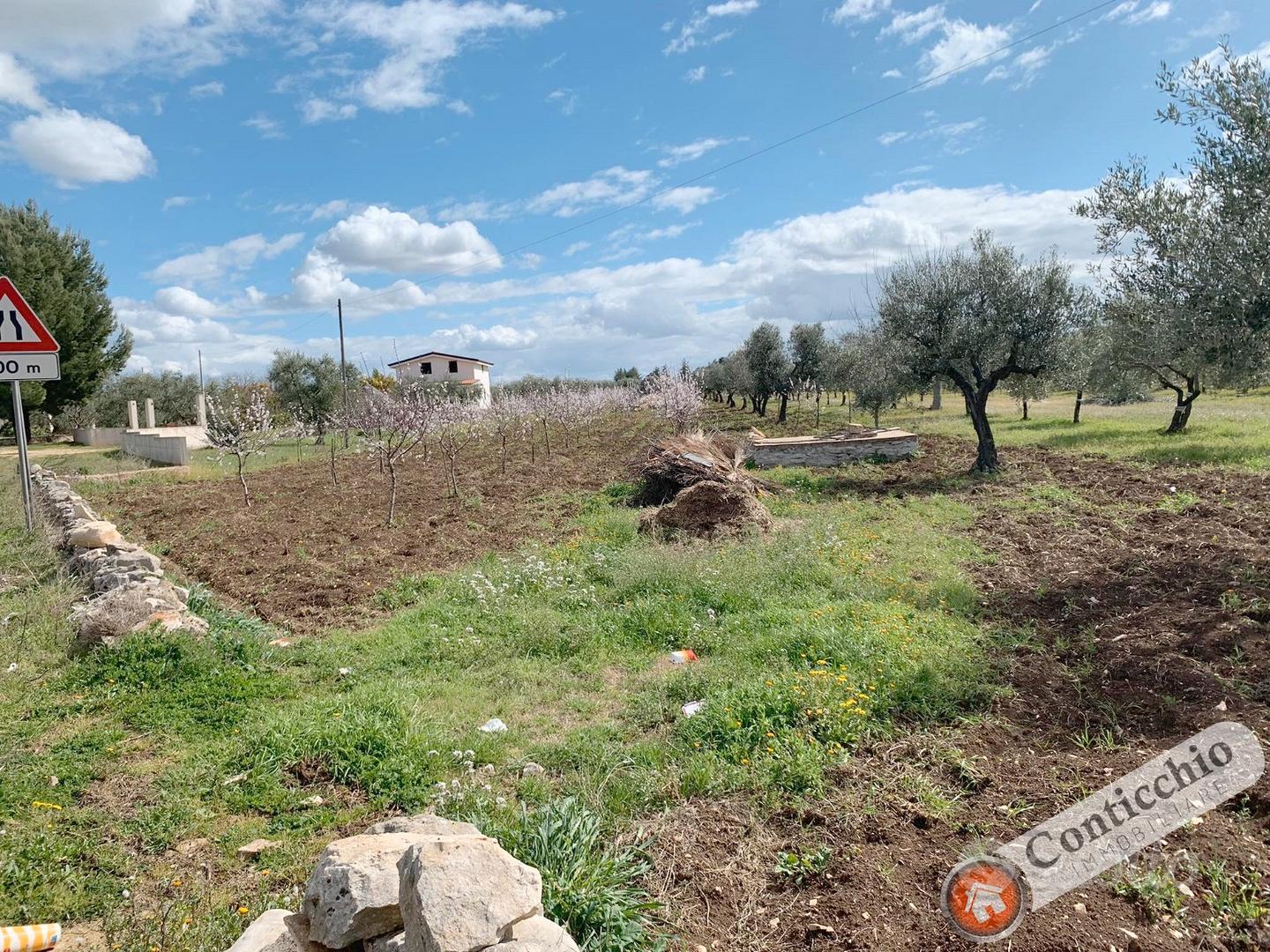 Mandorleto nuovo impianto - Vista 2