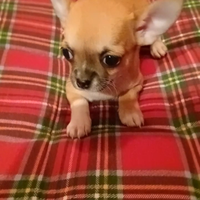 Chihuahua cuccioli