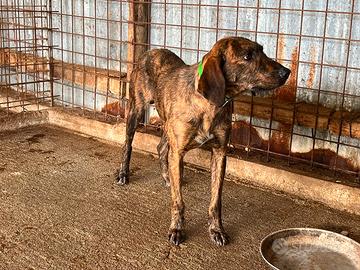 Cane caccia cinghiale