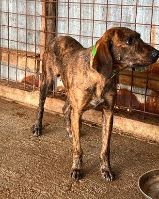Cane caccia cinghiale
