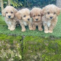 Maltipoo cuccioli