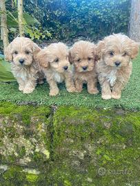 Maltipoo cuccioli