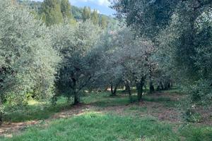 Terreno agricolo e casale