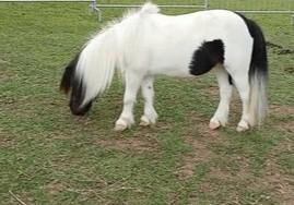 C. e. r. c. o. pony maschio o femmina