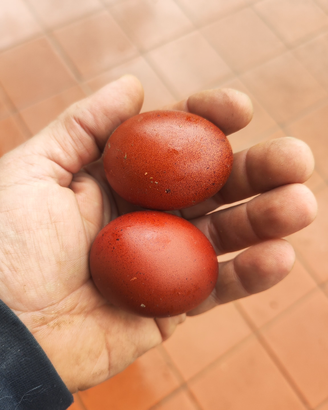 Galline marans