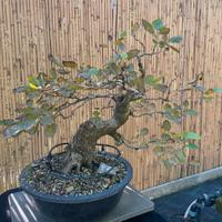 Bonsai di Gelso