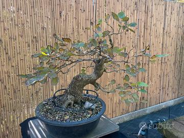 Bonsai di Gelso