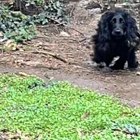 Cocker spaniel inglesi cuccioli