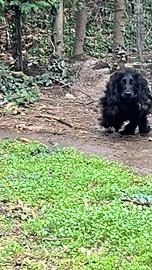 Cocker spaniel inglesi cuccioli
