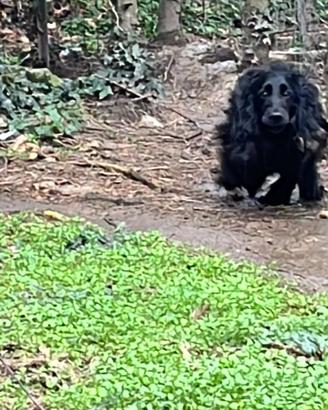 Cocker spaniel inglesi cuccioli