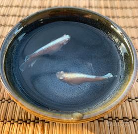 Medaka - Koyuko coppie