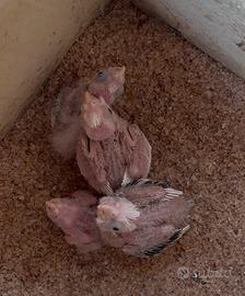 Pulli di pappagallo Calopiste 3 imbeccate giorno