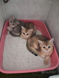 Tre gattini Scottish di tre mesi pronti da subito