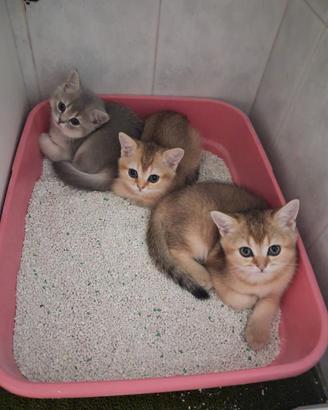 Tre gattini Scottish di tre mesi pronti da subito
